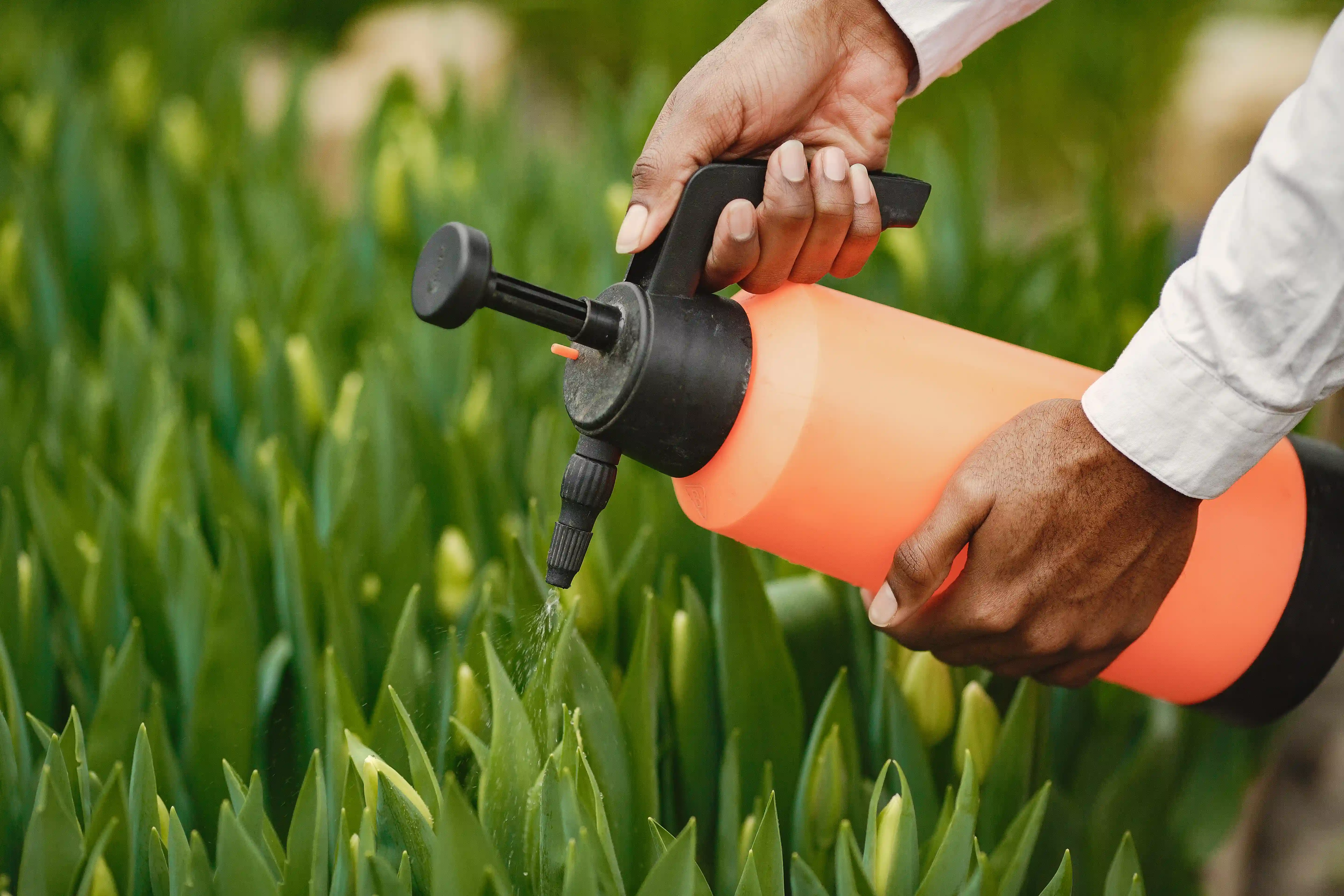Insecticidas